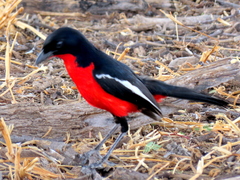 Laniarius atrococcineus