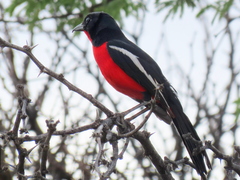 Laniarius atrococcineus