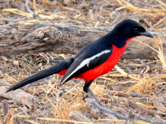 Laniarius atrococcineus