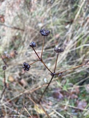 Sanicula crassicaulis