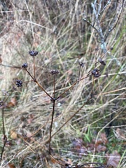 Sanicula crassicaulis