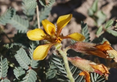 Hoffmannseggia glauca