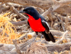 Laniarius atrococcineus