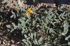 Hoffmannseggia glauca