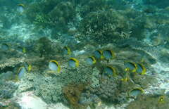 Chaetodon melannotus