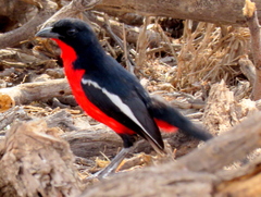 Laniarius atrococcineus
