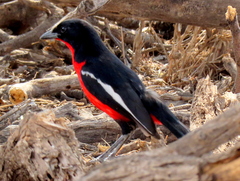 Laniarius atrococcineus