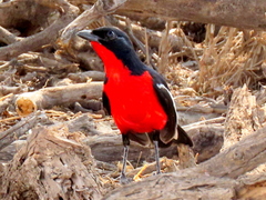 Laniarius atrococcineus