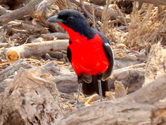 Laniarius atrococcineus
