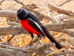 Laniarius atrococcineus