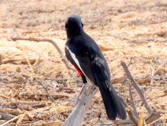 Laniarius atrococcineus