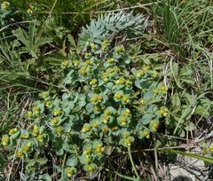 Euphorbia seguieriana