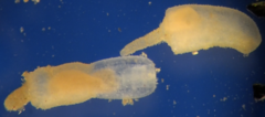 Priapulus caudatus