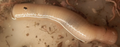 Priapulus caudatus