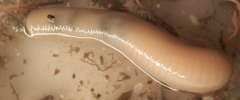 Priapulus caudatus