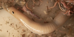 Priapulus caudatus