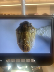 Pachycorinae