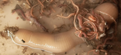 Priapulus caudatus