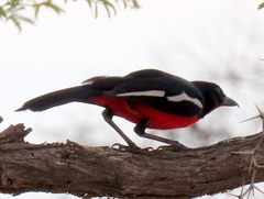 Laniarius atrococcineus