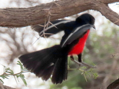 Laniarius atrococcineus
