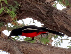 Laniarius atrococcineus