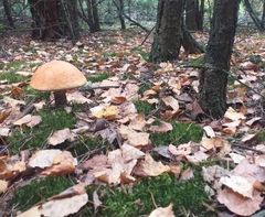 Leccinum