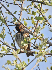 Cinnyricinclus leucogaster