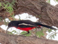 Laniarius atrococcineus