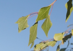 Populus mexicana