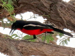 Laniarius atrococcineus