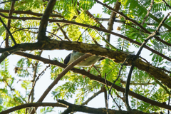 Apalis melanocephala