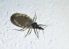 Triatoma
