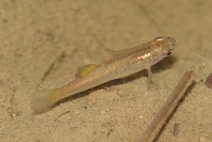 Gambusia gaigei