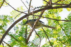 Apalis melanocephala