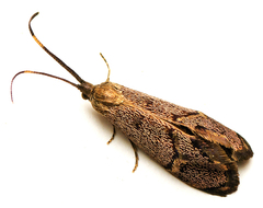 Piestoceros conjunctella