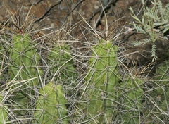 Echinocereus enneacanthus enneacanthus