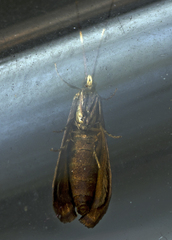 Piestoceros conjunctella