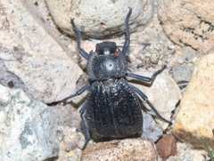 Stenomorpha obliterata