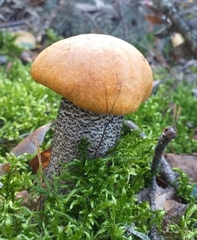 Leccinum