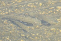 Oreochromis niloticus