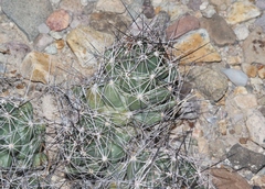 Coryphantha macromeris macromeris