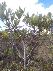 Myrsinoideae
