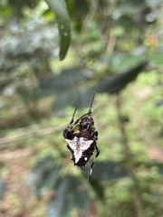 Verrucosa