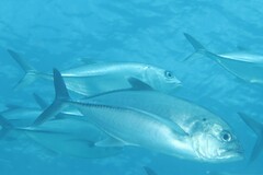 Caranx sexfasciatus