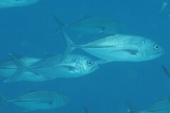 Caranx sexfasciatus
