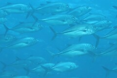 Caranx sexfasciatus