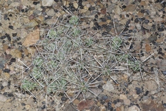 Grusonia aggeria
