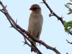 Quelea quelea lathamii