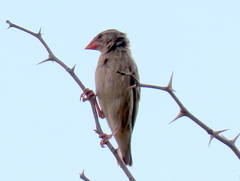 Quelea quelea lathamii