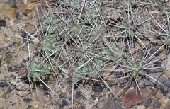 Grusonia aggeria